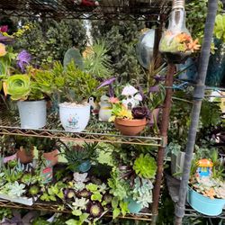 Beautiful Plants In Pots , Price From $2 To $25