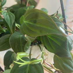 Philodendron Plant