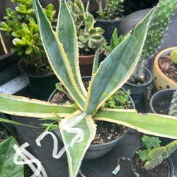 Agave Plant 