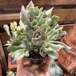 Echeveria Pink Trumpet 4”