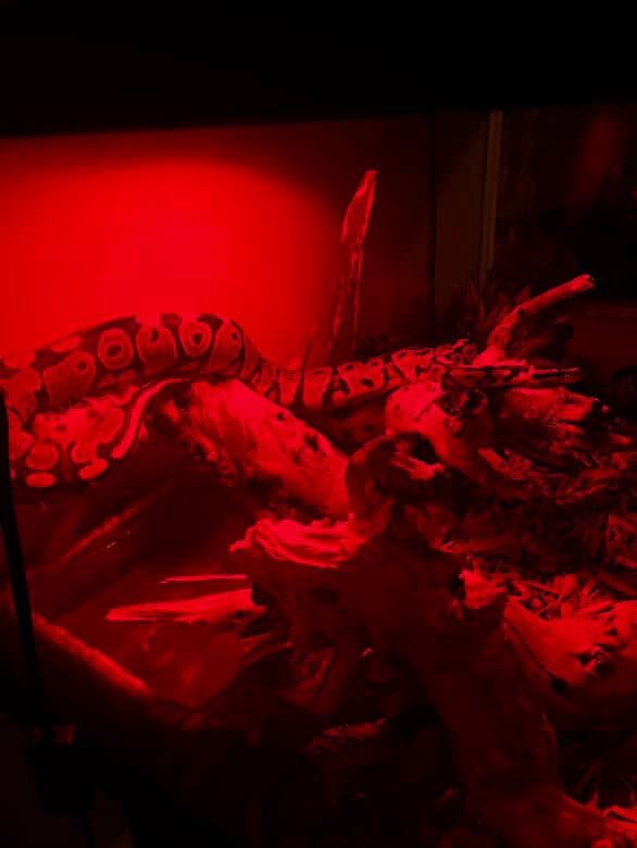 Ball Python