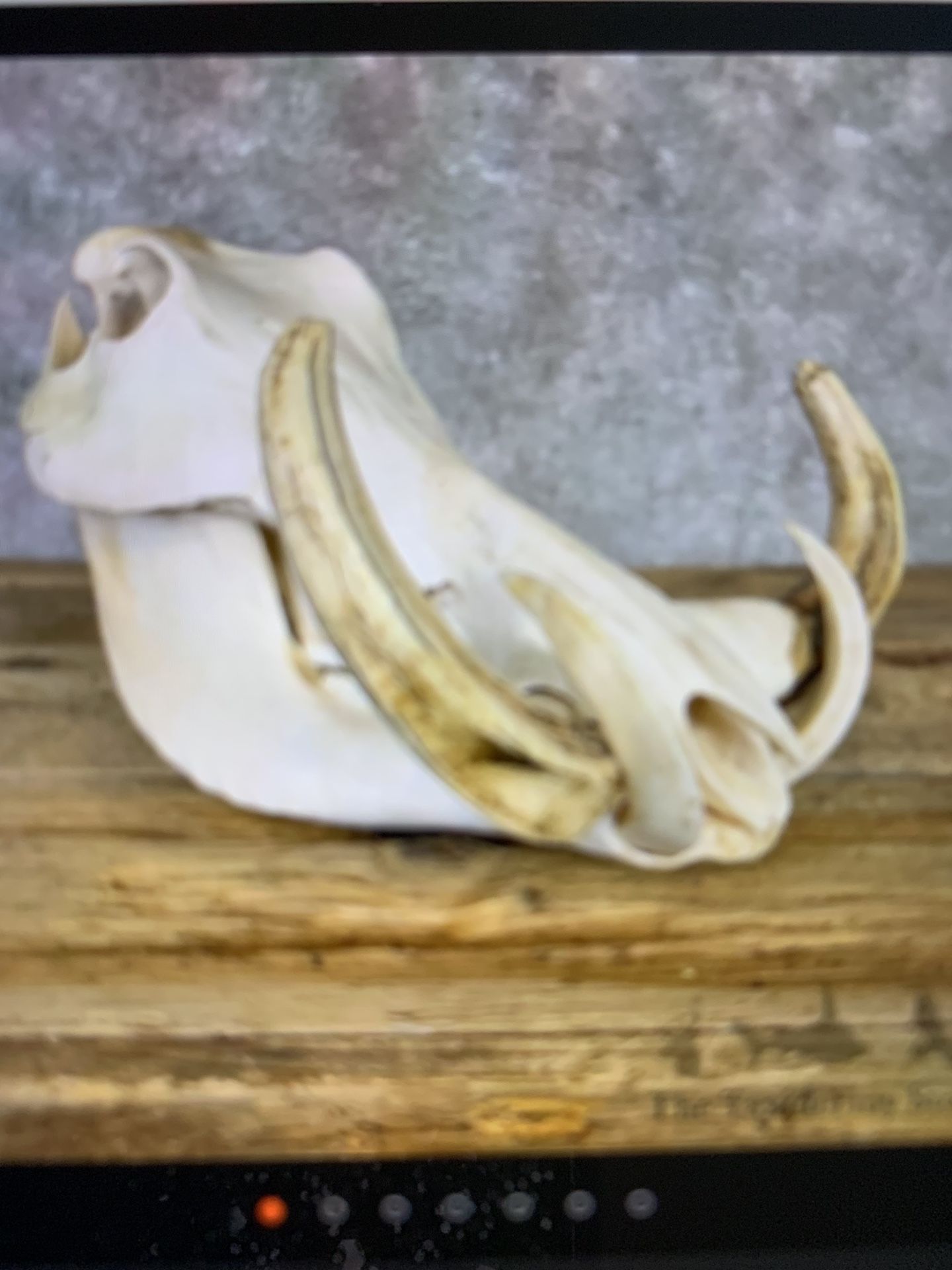 Wart Hog Scull & Tusk