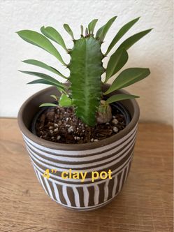 Euphorbia Trigona in 4" Clay Pot
