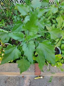 Sunflower Plant