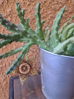 Stapelia Variegata