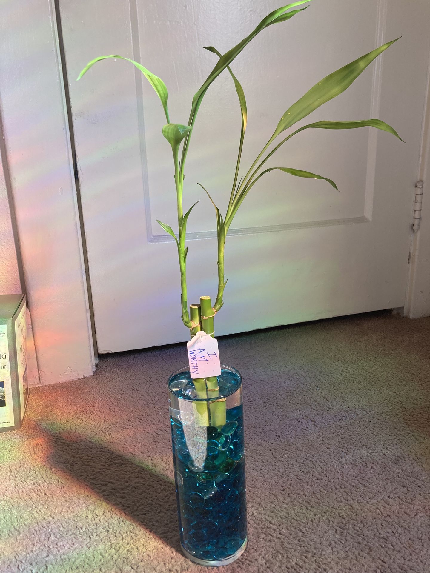  Lucky Bamboo Arrangement — Intention + Healing
