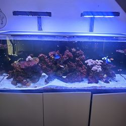 Aquarium For Sale