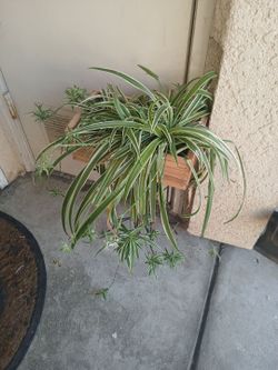 Spider plant nice and healthy with babies
