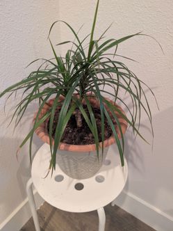 Live indoor plant along with beautiful base