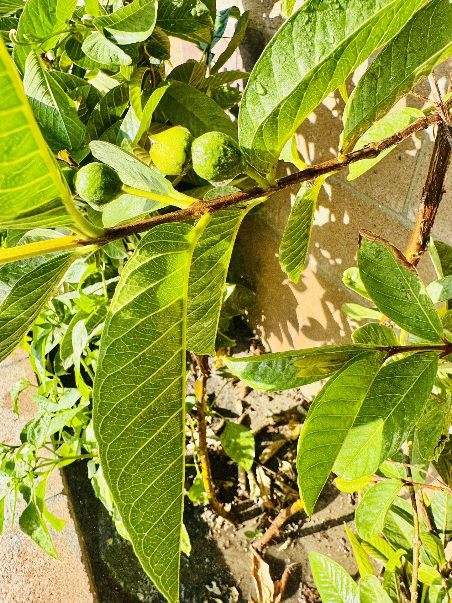 Grafted pink Guava Plant With 15 Gallon Ceramic Pot