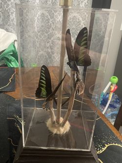 Vintage Real Butterflies Lamp In Lucite Taxidermy 