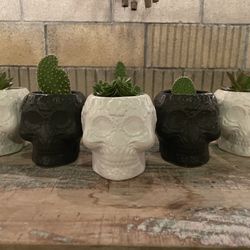 Calavera/Skull Succulents/Cactus
