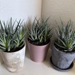 RARE♥️Gorgeous♥️ZEBRA🦓 Haworthia: Plant🙏PLS READ DESCRIPTION 