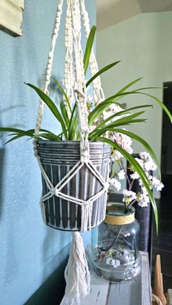 Home Grown Mature Spider Plant With Metal Pot And Handmade Macrame Hanger