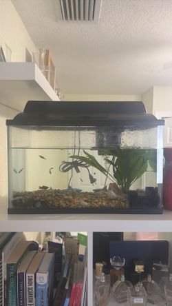10 gallons fish tank