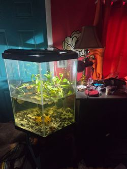 50 gal fish tank