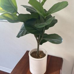 Decorative Plant 