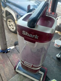 Shark