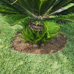 sago palm