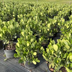 Clusias (Privacy Hedges) Calusias