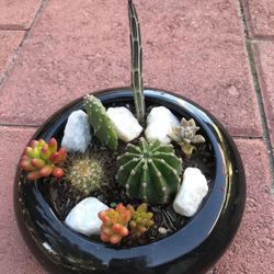 Beautiful Cute Mix Succulents Cactus Black Ceramic Pot 🪴 Patio Yard Home Garden 