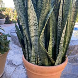 Snake Plant 