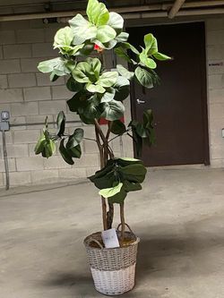 Artificial Ficus tree 6.5 feet tall.