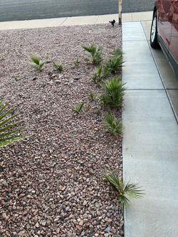 California fan palms