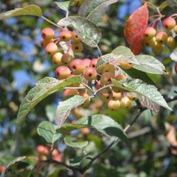 Pacific Crabapple (Malus fusca) – Pacific Northwest Native