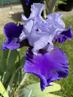 Bearded Iris BULBS