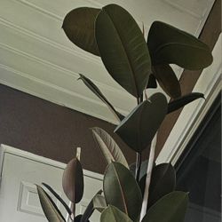 Burgundy Rubber Plant, Live Indoor or Outdoor Ficus Elastica Tree , Pick up only