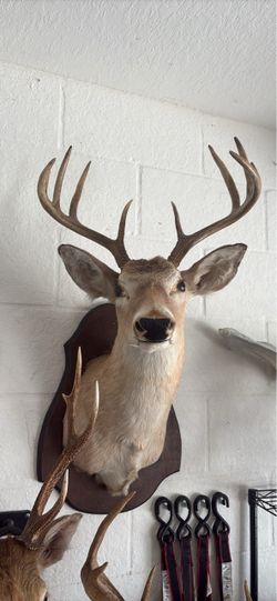Florida white tail