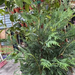 Tuja Tree