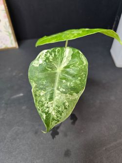 Alocasia Pink Dragon Albo with corms