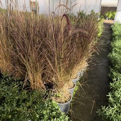 Purple Fountain Grass 5 Gal