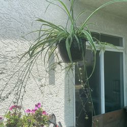 Tengo Estas Plantas Ala Venta 