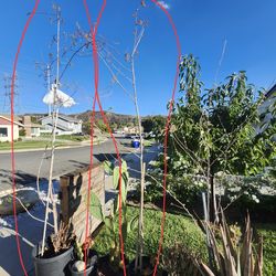 Free River Tamarind Trees