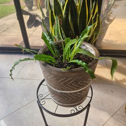 Potted Fern in Textured Planter with stand