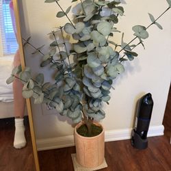 Eucalyptus Plants 