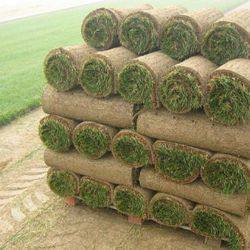 Grass