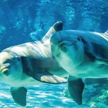 SeaWorld **** Sea World 