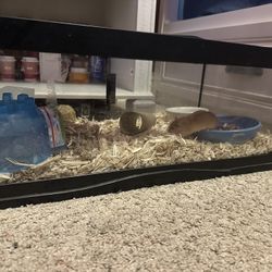 Mouse Tank & Accessories 