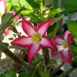 Desert rose Plant 