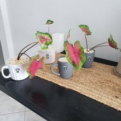Mug Expression Plants