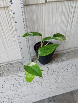 Epipremnum Pinnatum Marble plant