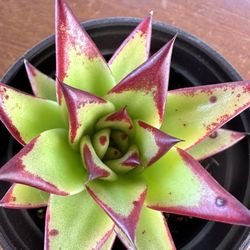 Plants for Sale! (Echeveria Lipstick)