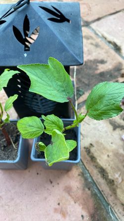 Organic Roselle  tea plant