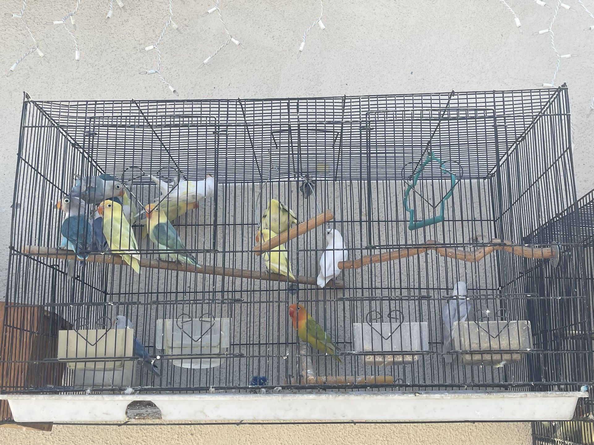 Cage