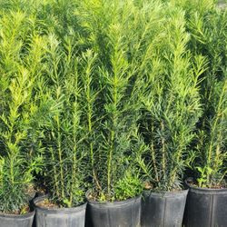 Beautiful Podocarpus Plants For Privacy ! Hedge !!! 3 Feet Tall!! Fertilized 