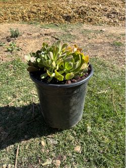Soculentas plants